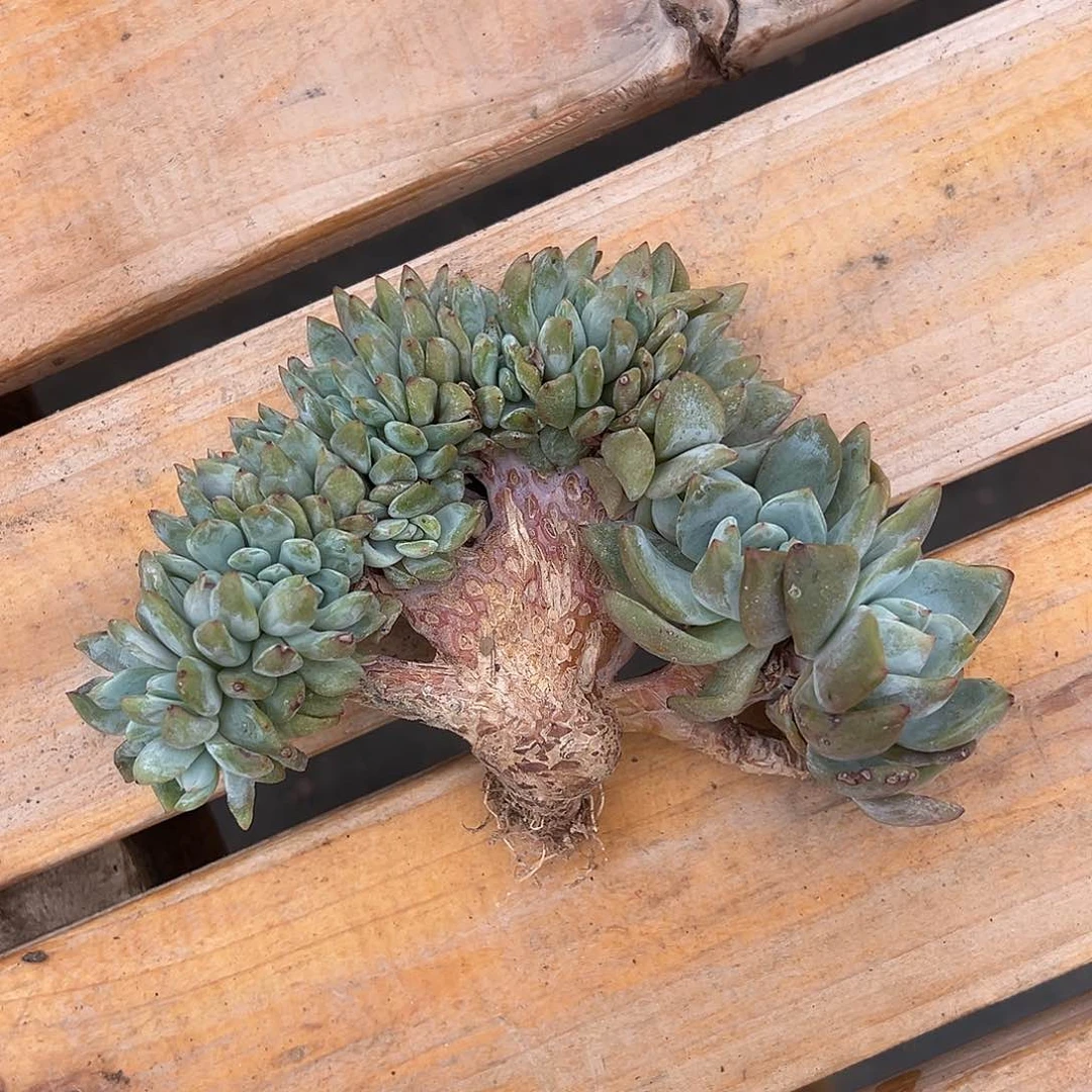 碧**川晴川专拍石榴籽星影树