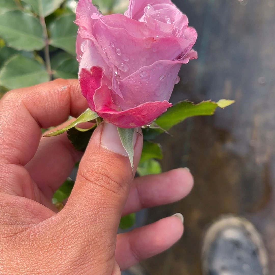 无花朵———-雾都恋人 福利款