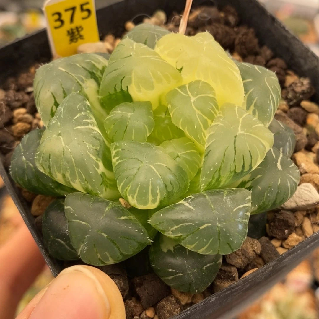 375实生玉露多肉植物