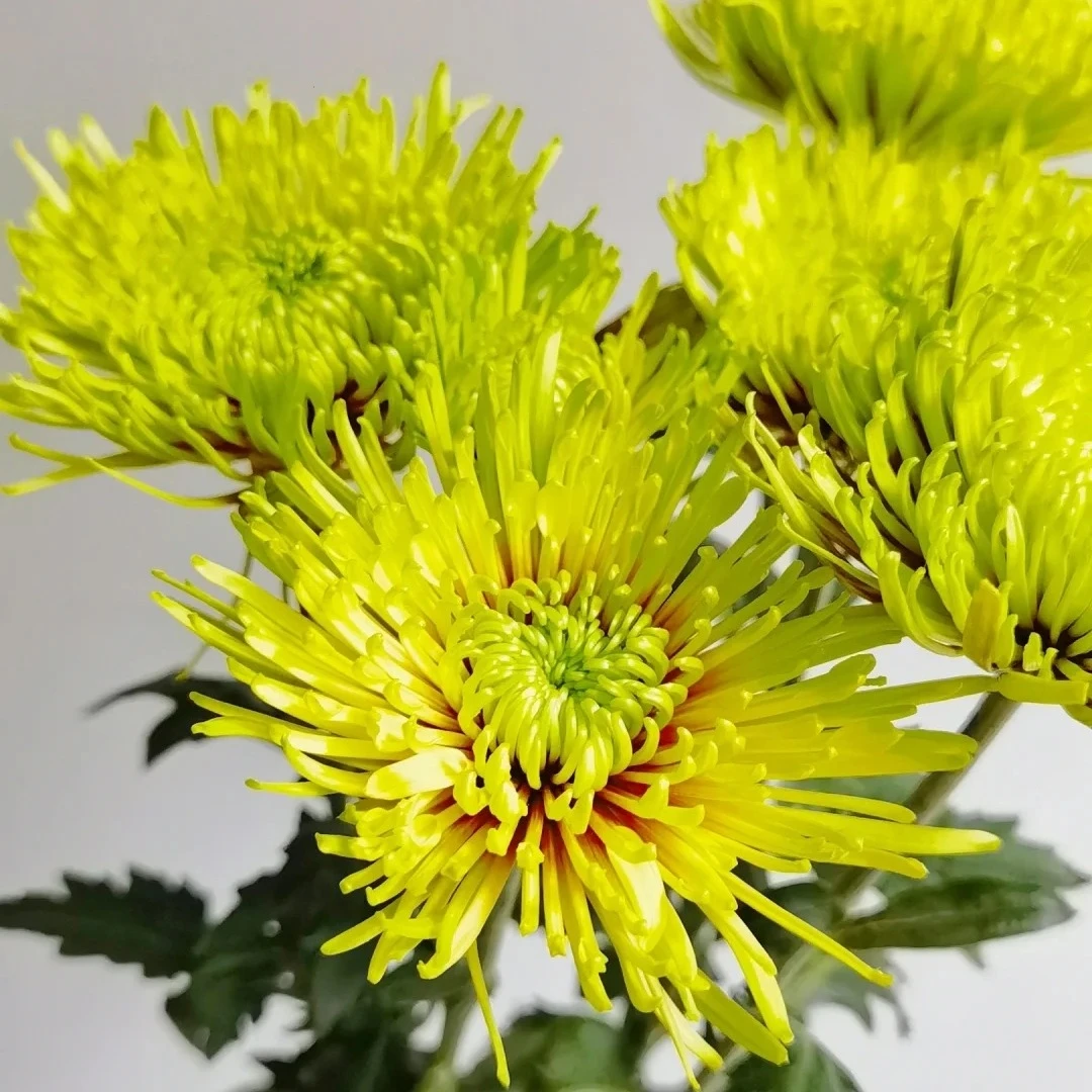 【花之物语】烟花菊耀阳 包邮