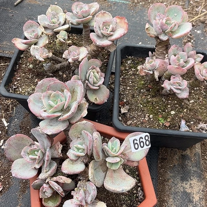 ****g668血凤三棵脱土发货不退不换