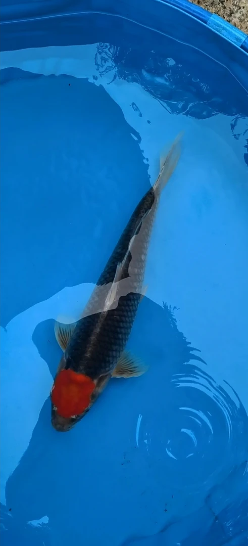 其他类锦鲤（图片仅供参考）