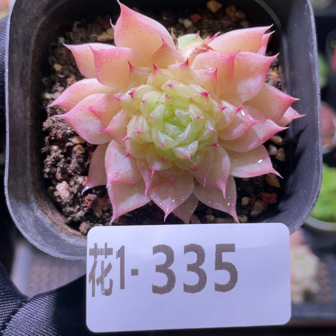 花利美1-335麦秆带仔