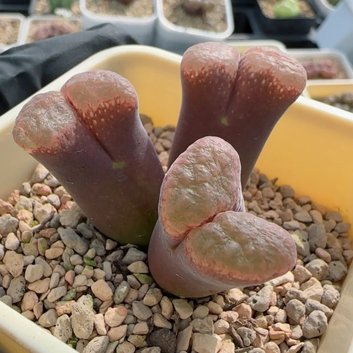 多肉植物风铃一颗63号