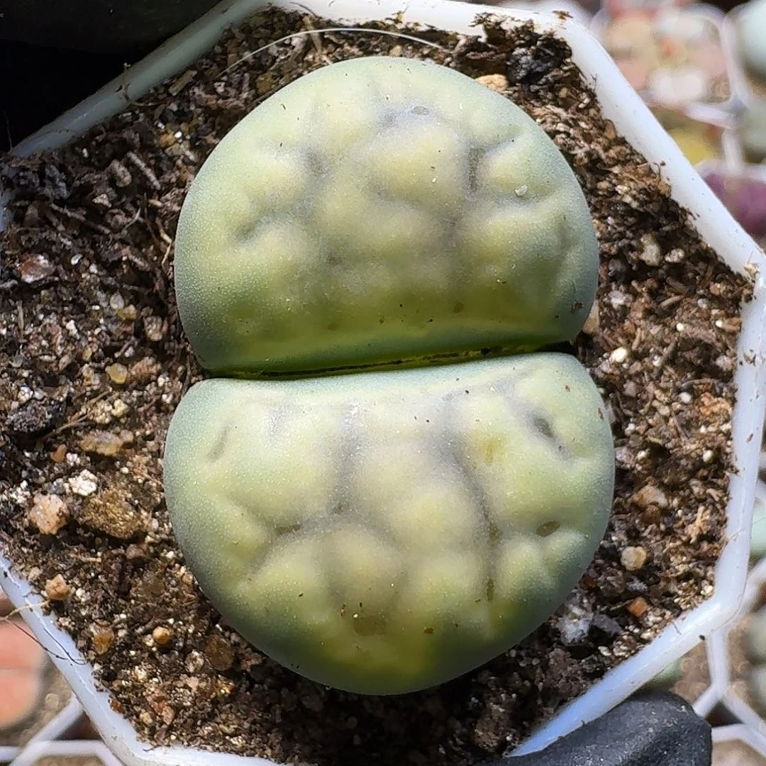 生石花11111。  3公分。    183