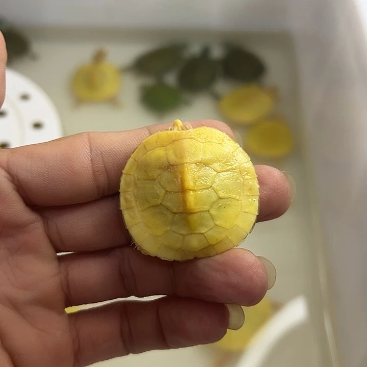 不分公母巴西彩龟