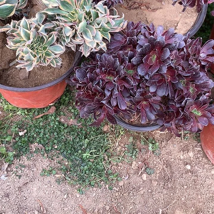 丽*多肉植物三颗缀1003