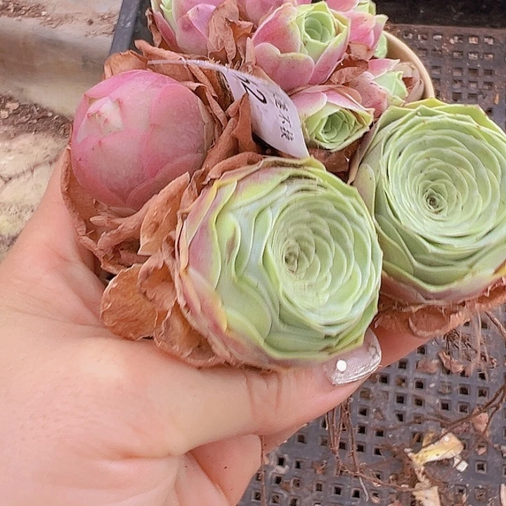 山地玫瑰多肉植物162