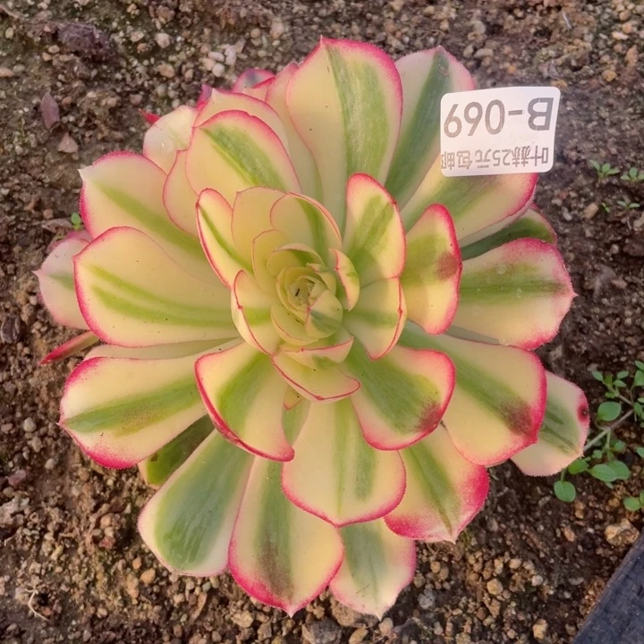 69倾城多肉12344678