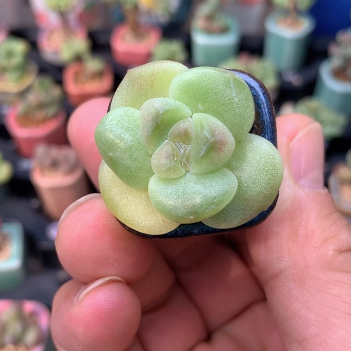 翡翠冰玉石化锦老桩单头