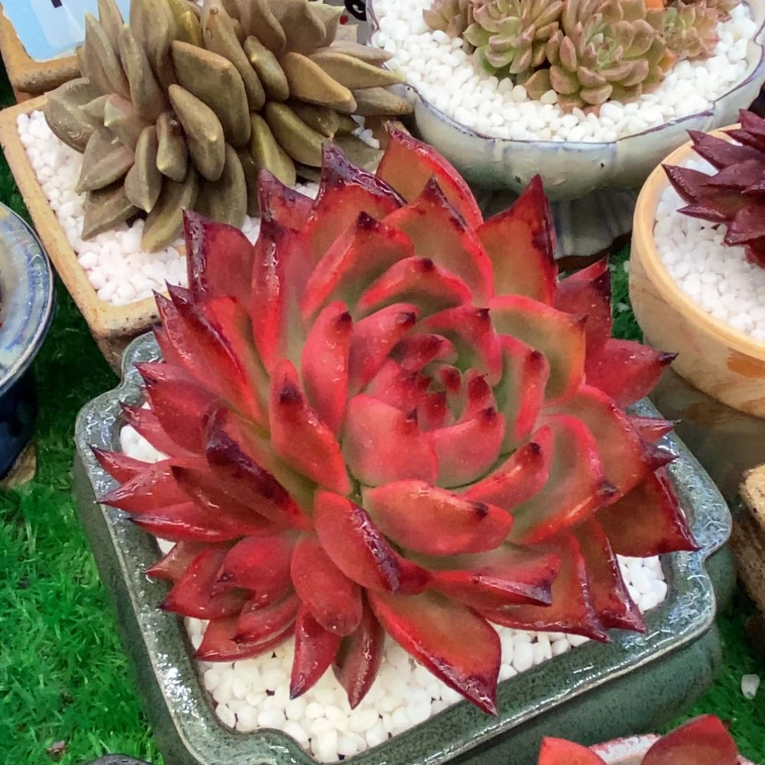 红钻多肉植物盆栽