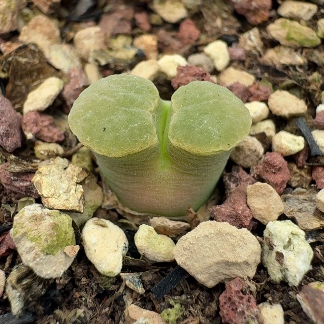 1291带盆土发货磁铁一颗000