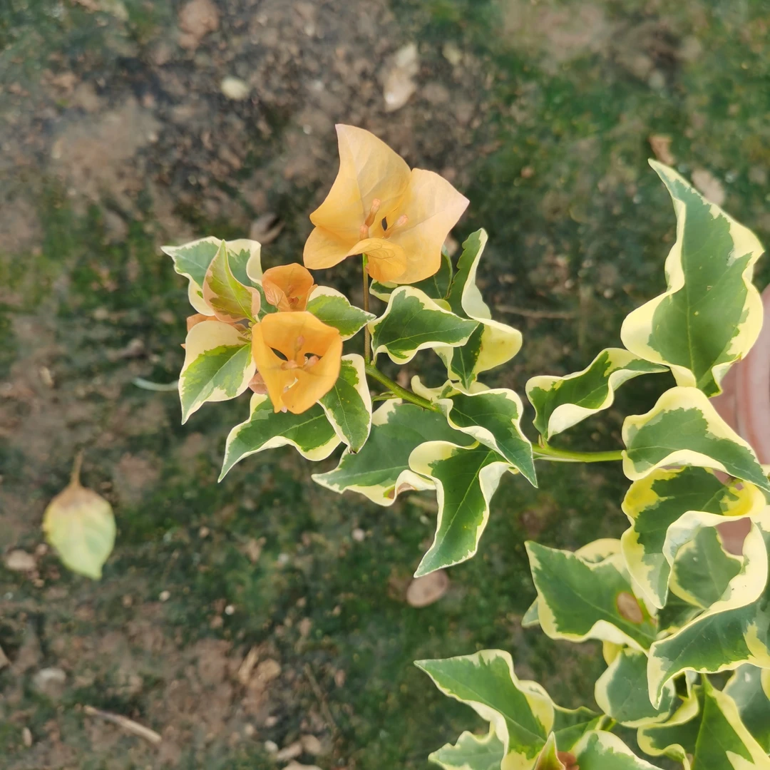 三角梅绿植盆栽四季勤花室外阳台可种植好养绿植不带花原生三角洲