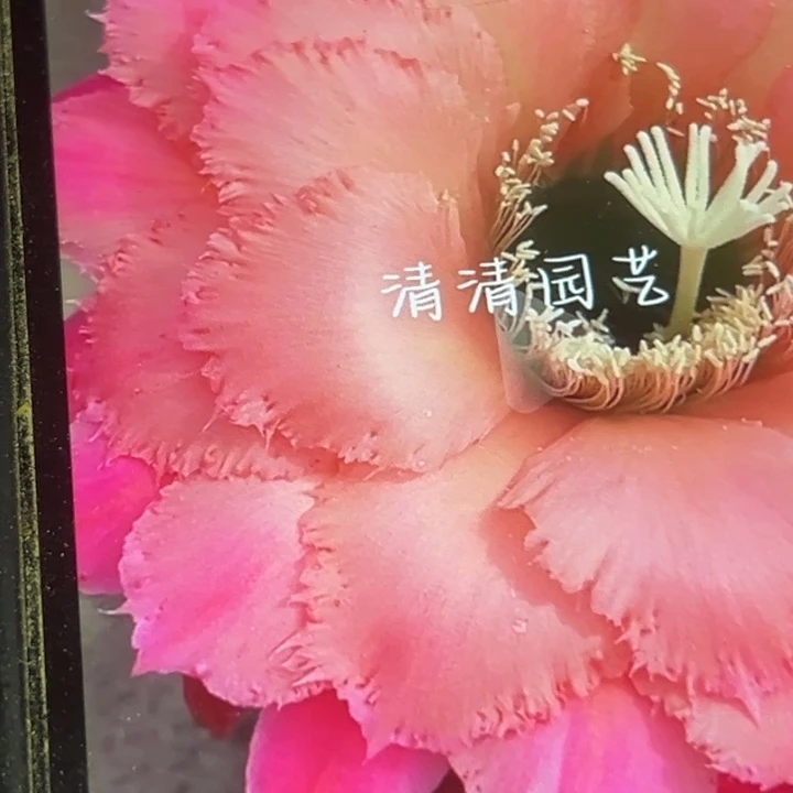 清清8-22侧牙瑕疵有黑点