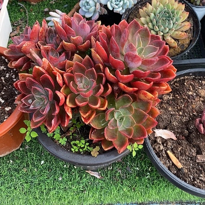 紫气东来无坎多头群