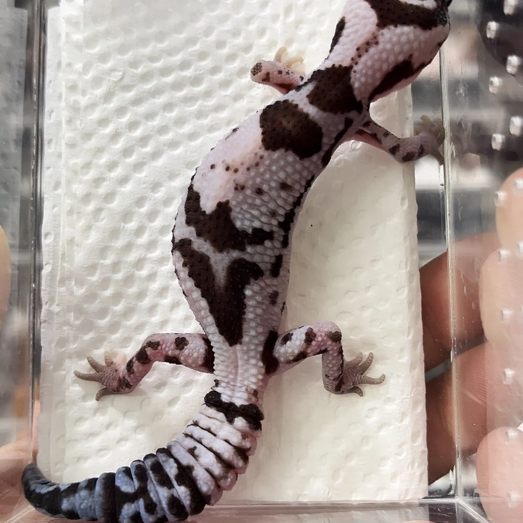 肥尾守宫奶牛奥利奥隐橘白无纹