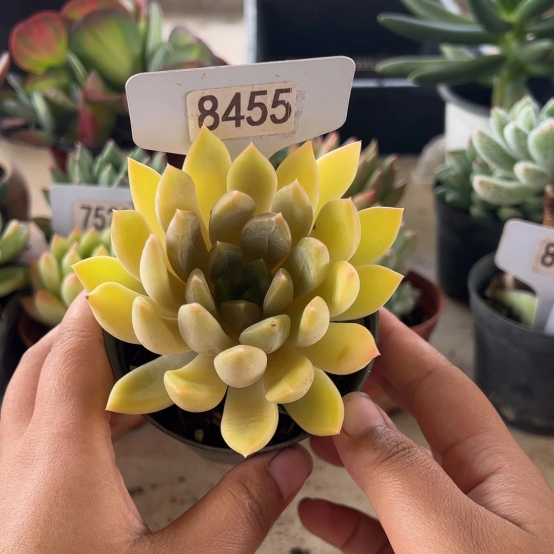 【闪购商品】8455。 厚叶草。 11111111