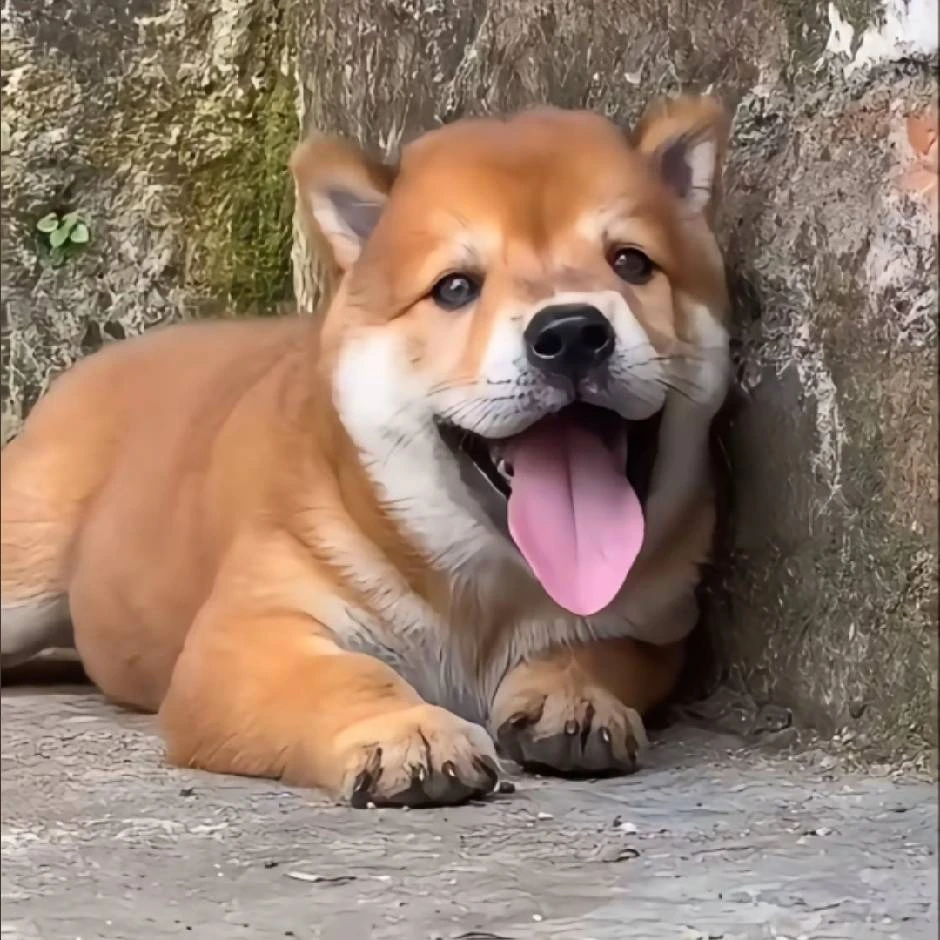 活体宠物狗狗链接