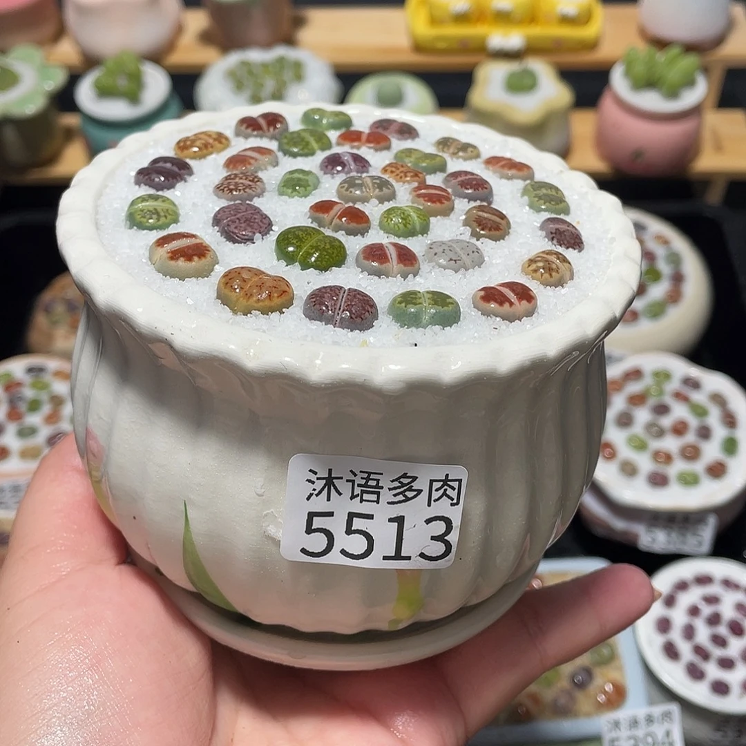 带盆土植物 一物一拍