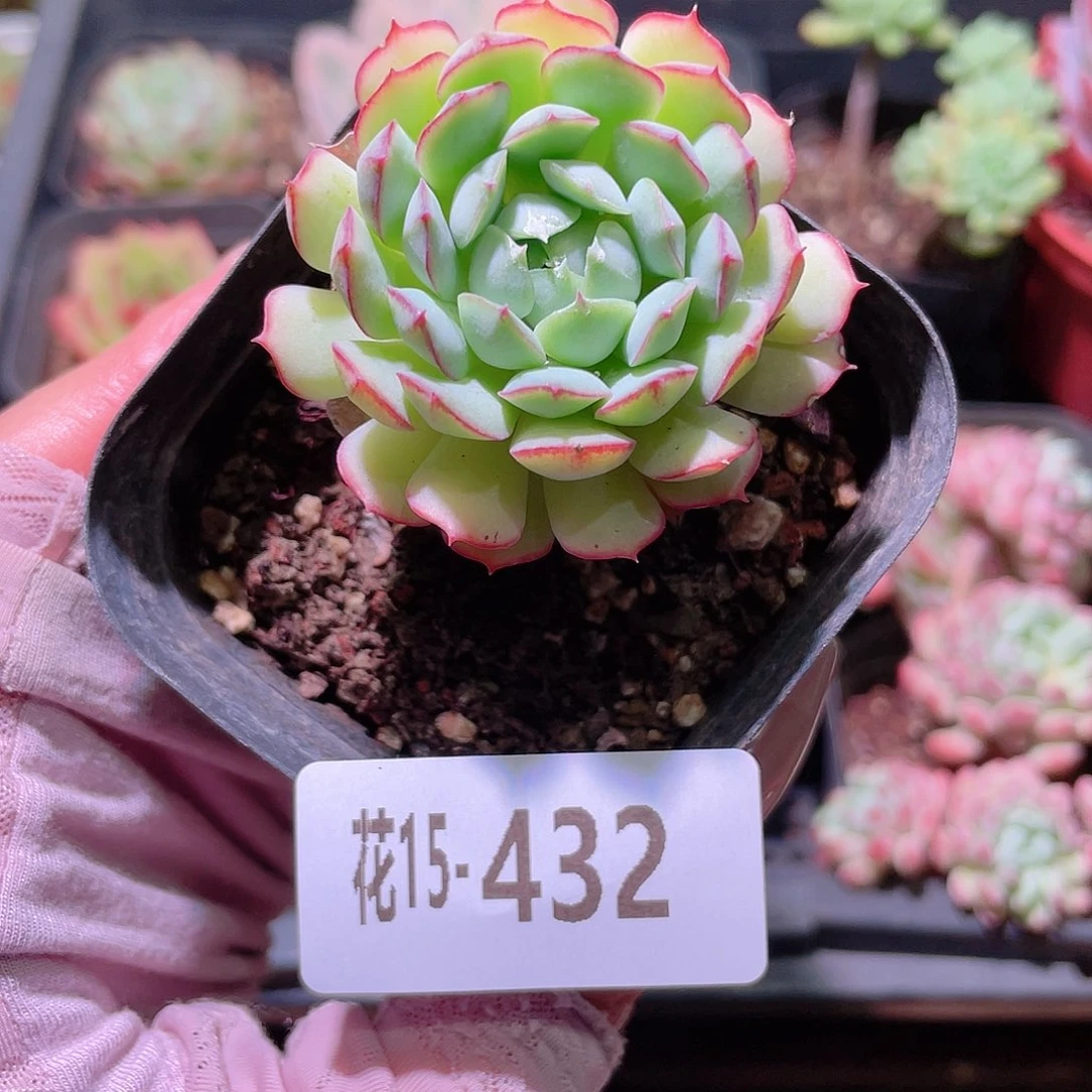 花利美15-432小红船