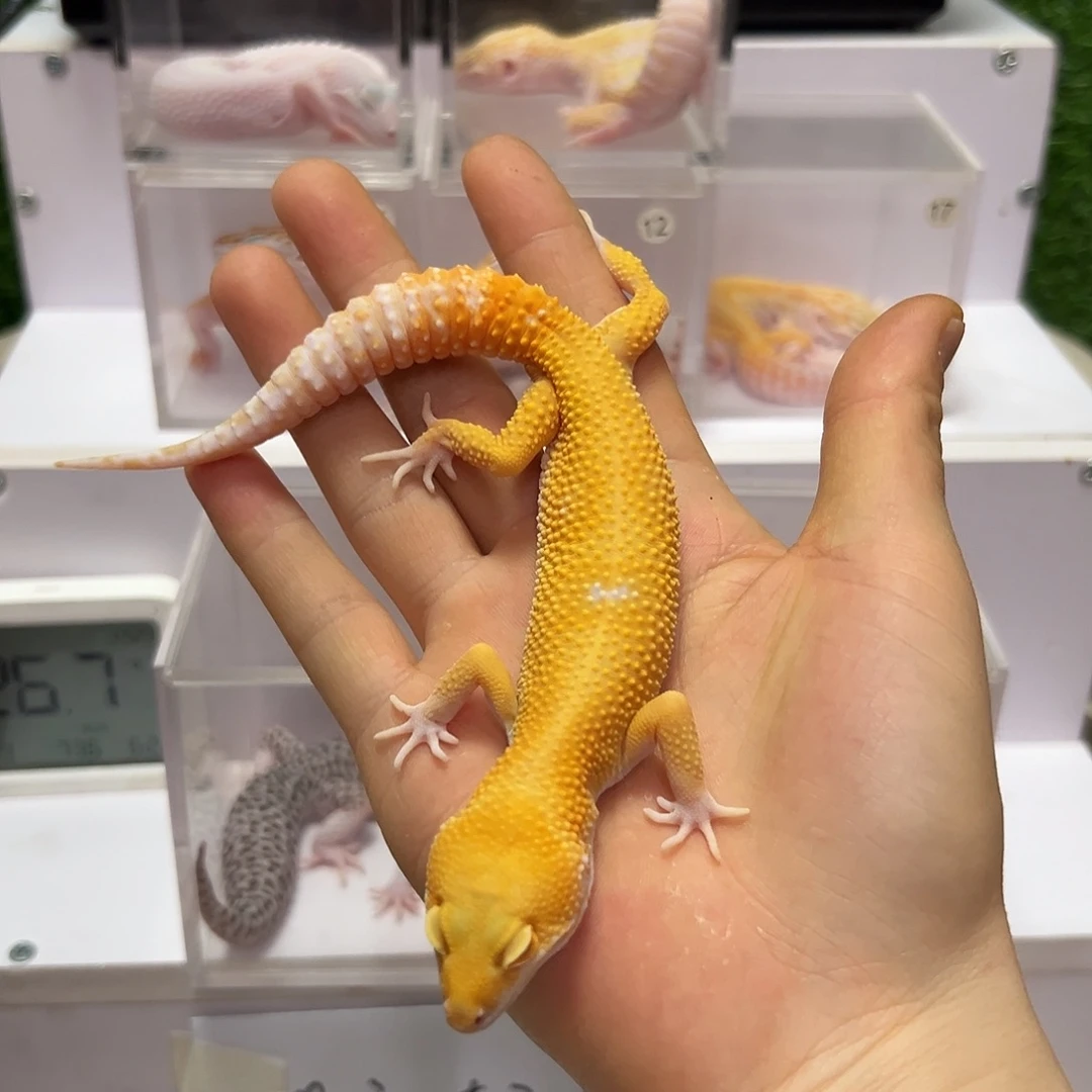 豹纹守宫豹纹守宫