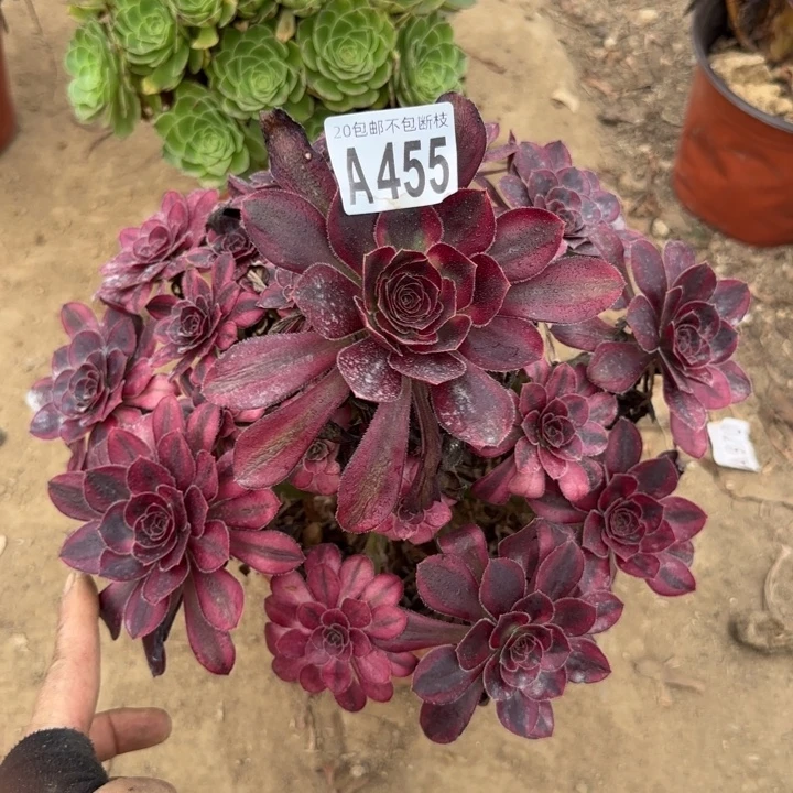 香奈尔……多肉植物……
