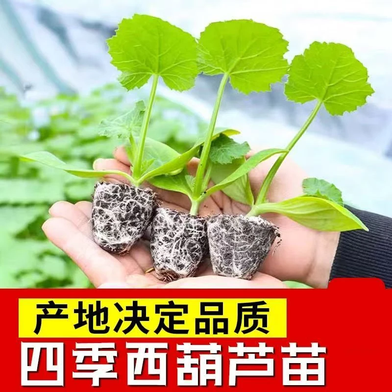 西葫芦秧苗绿皮油亮占瓜苗高产抗病早熟角瓜种籽子四季盆栽蔬菜苗