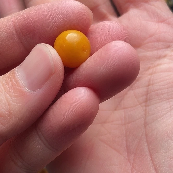 琥珀未镶嵌裸石西亚老蜜蜡鼓珠