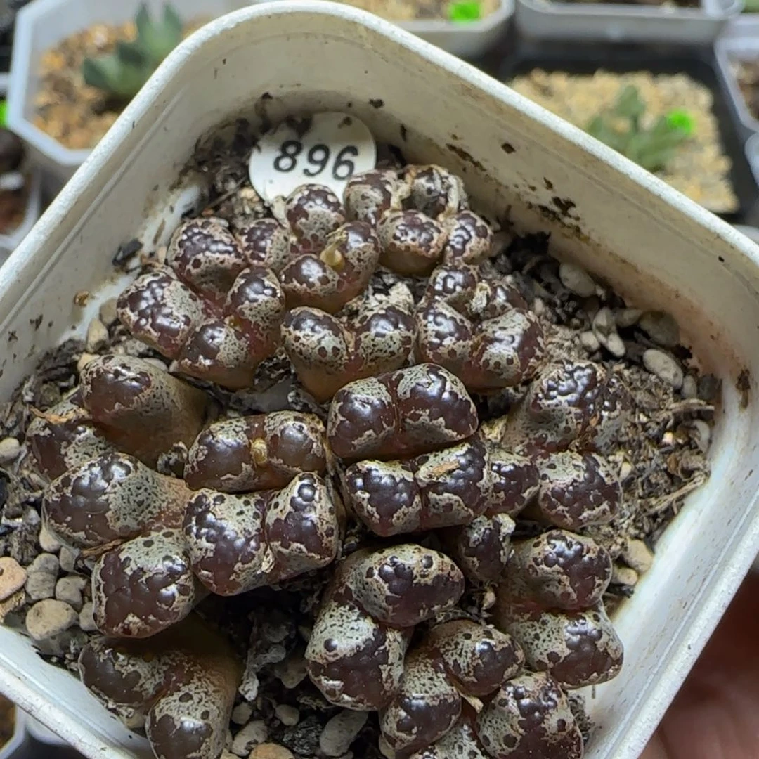 大窗超碟群多肉植物896
