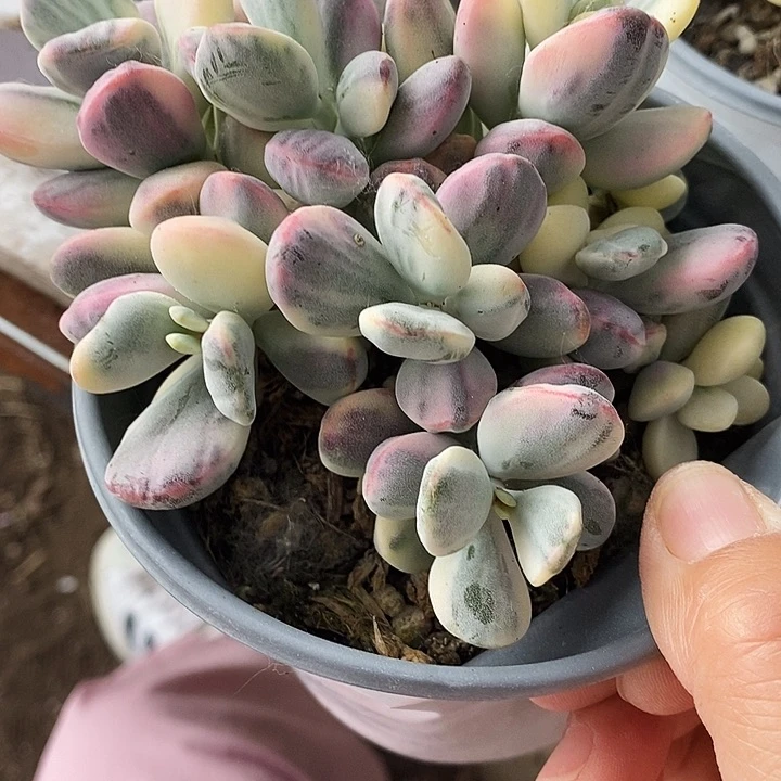 乒乓景W r yui o k m m m m m m m