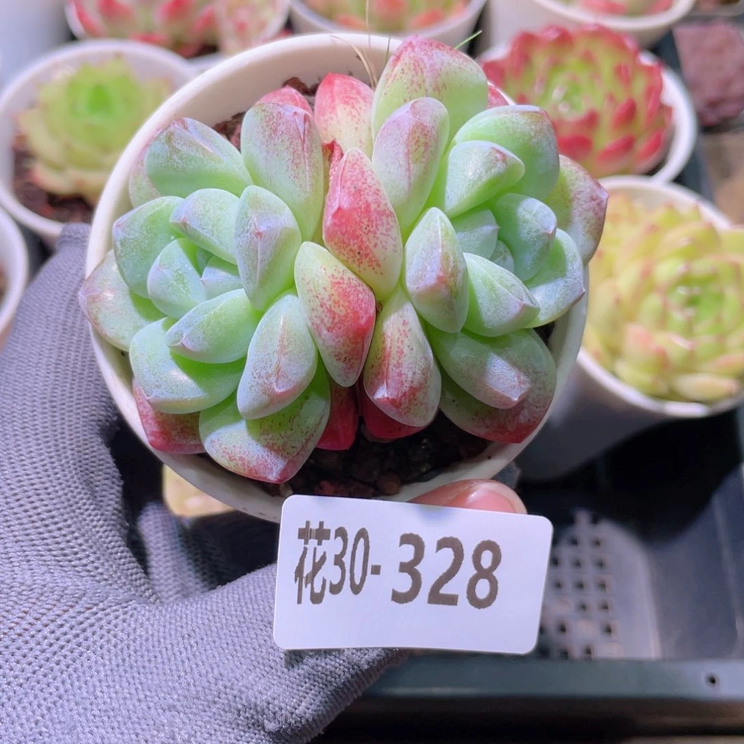 花利美30-328冰玉