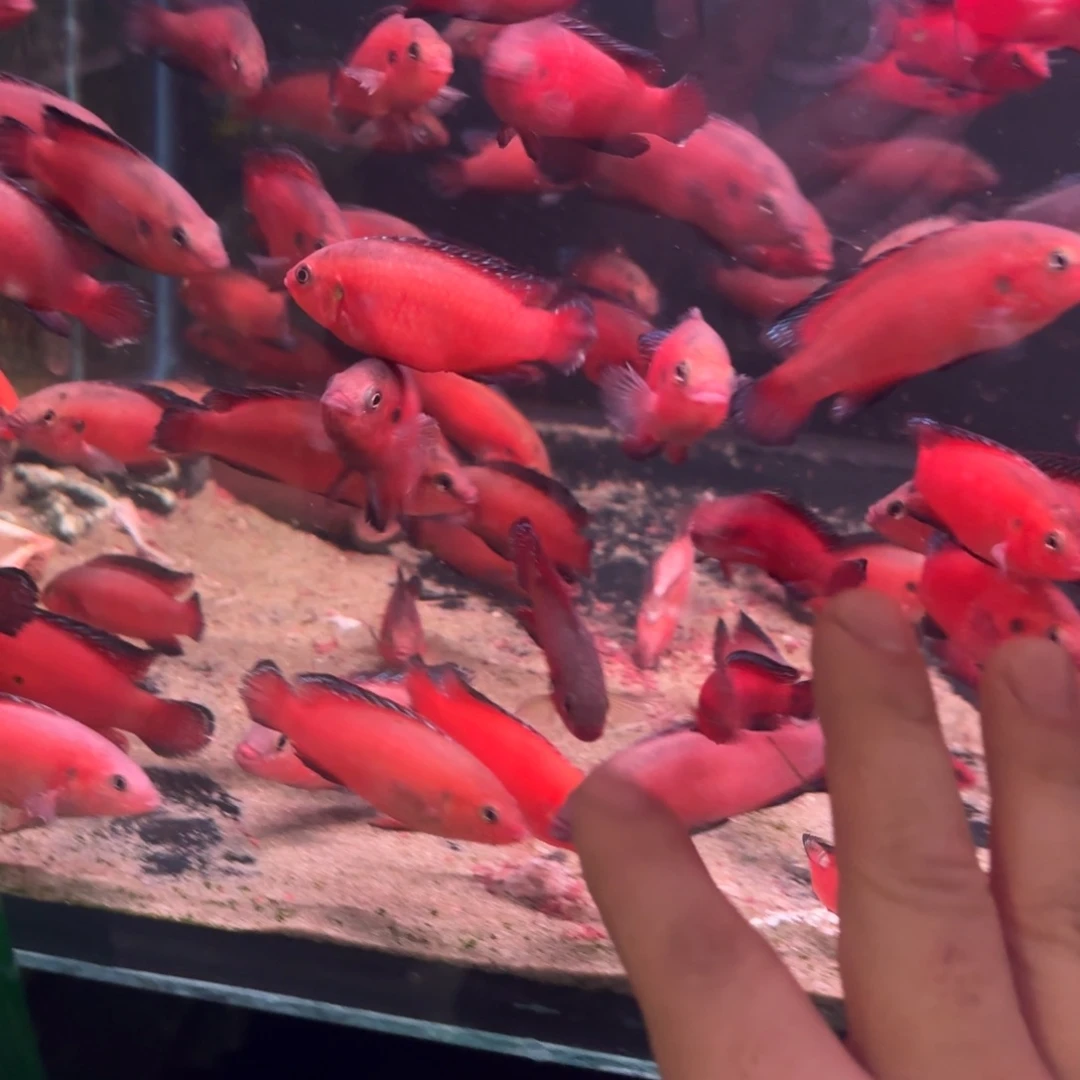 慈鲷鱼直播特大图卡4条6-8厘米