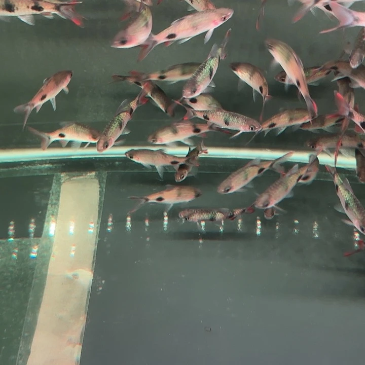 灯科鱼探班道金斯一条