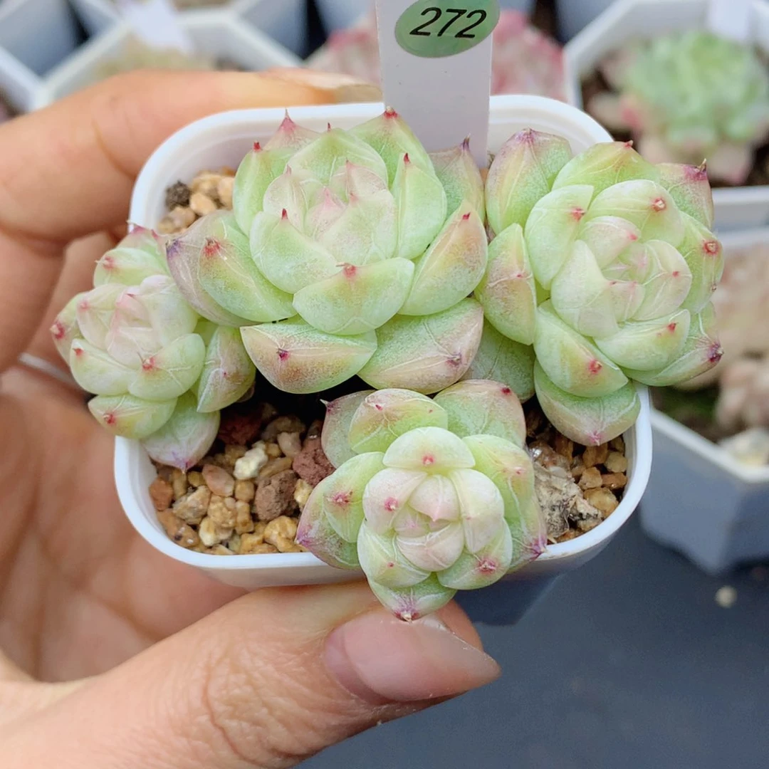 钻石58包邮  群生不包整272