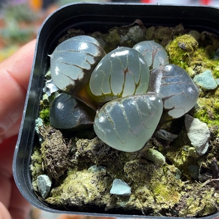 十二卷多肉水晶葡萄