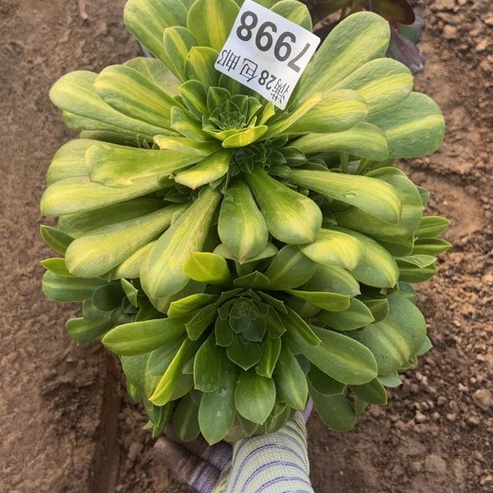 7998琉璃多肉植物