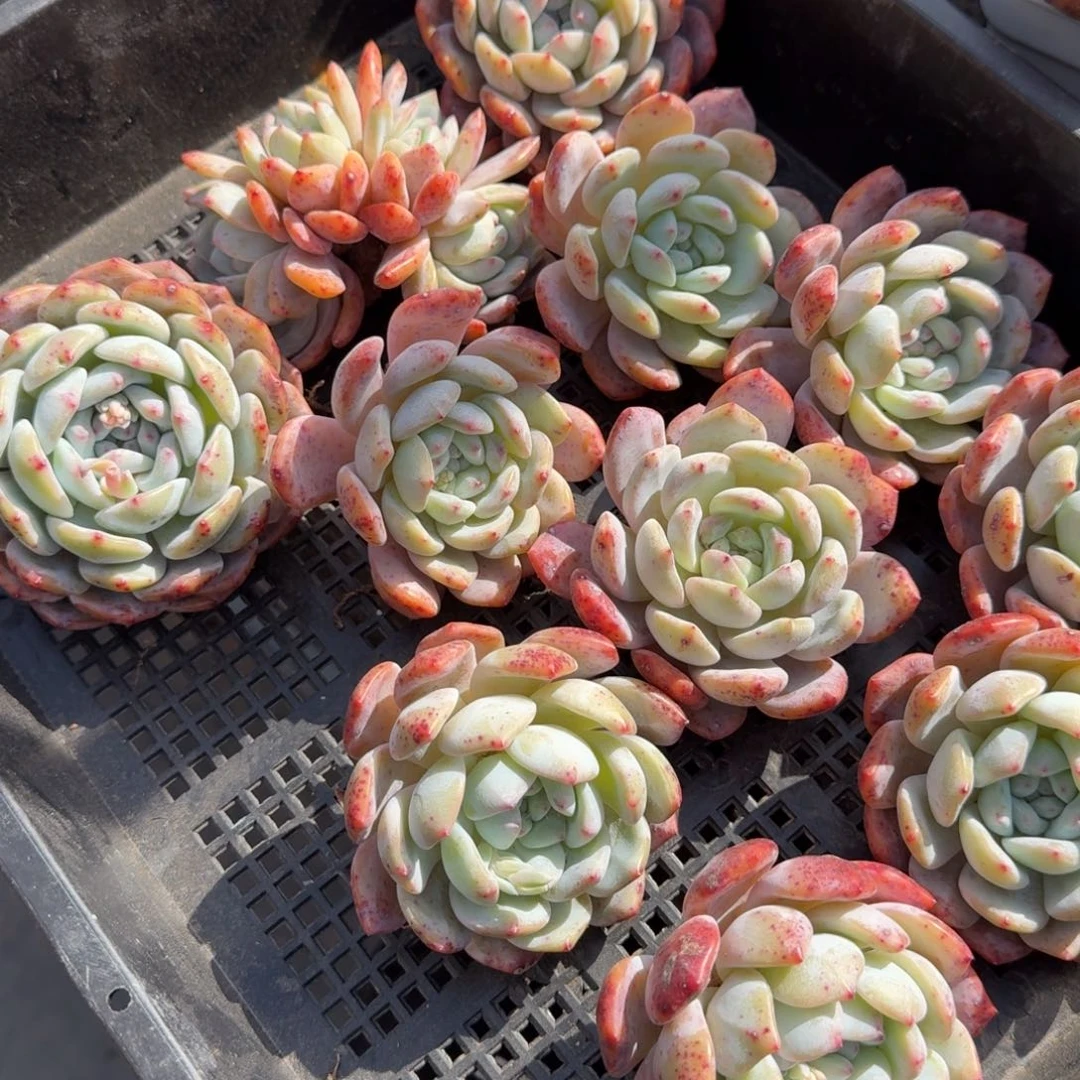 11颗特价组合，新年福利