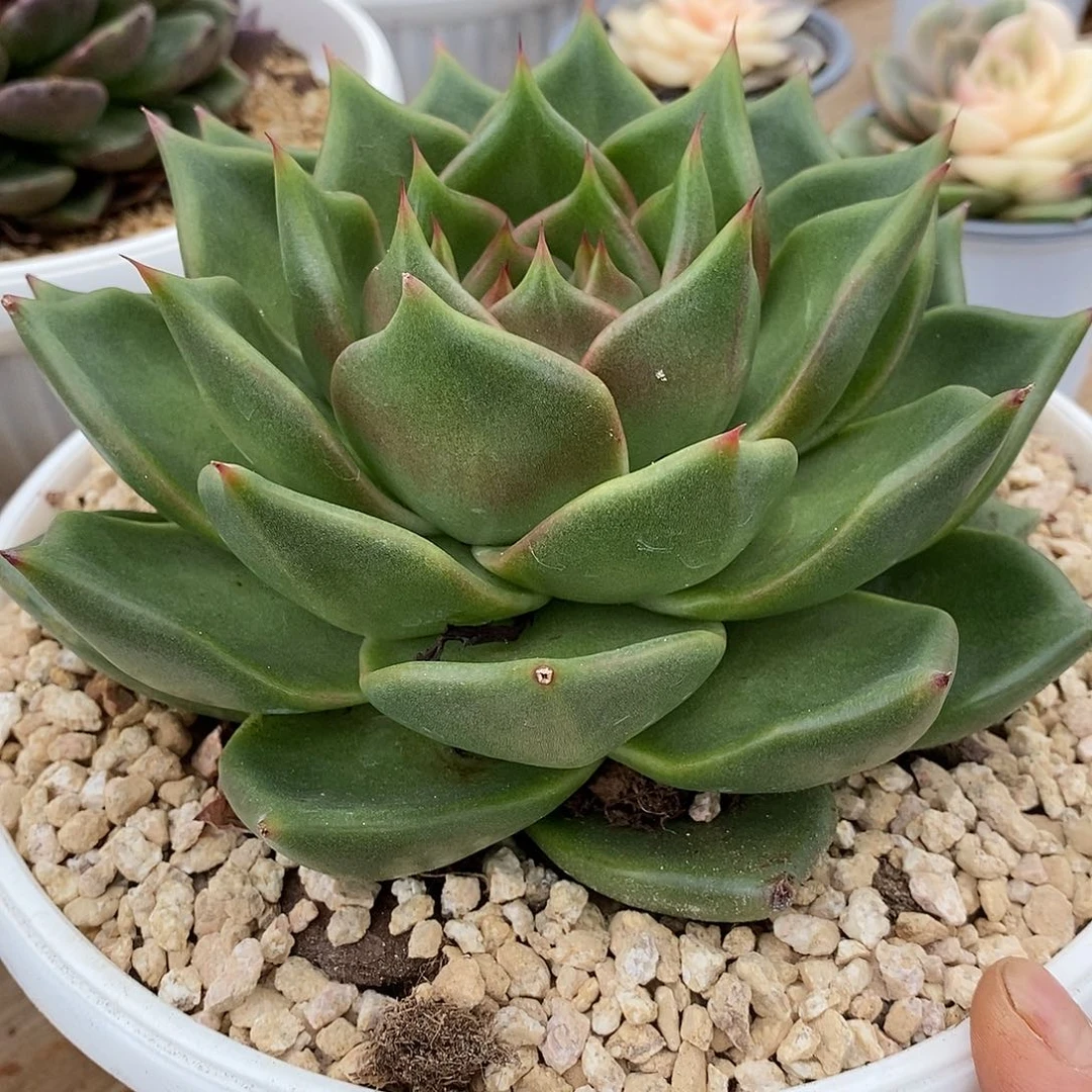 玉***玉福利原始种4
