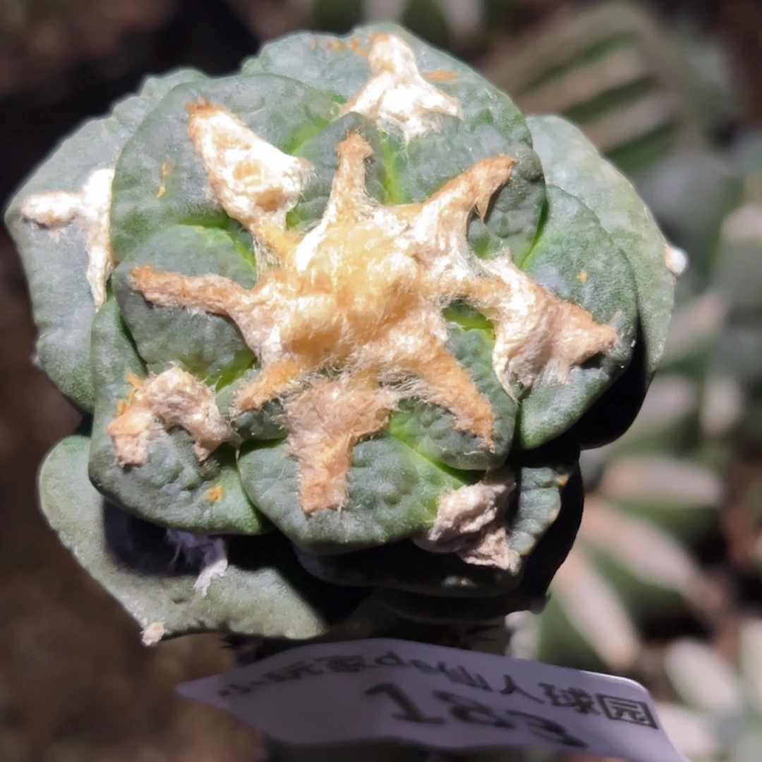 183 仙人球的比赛将于