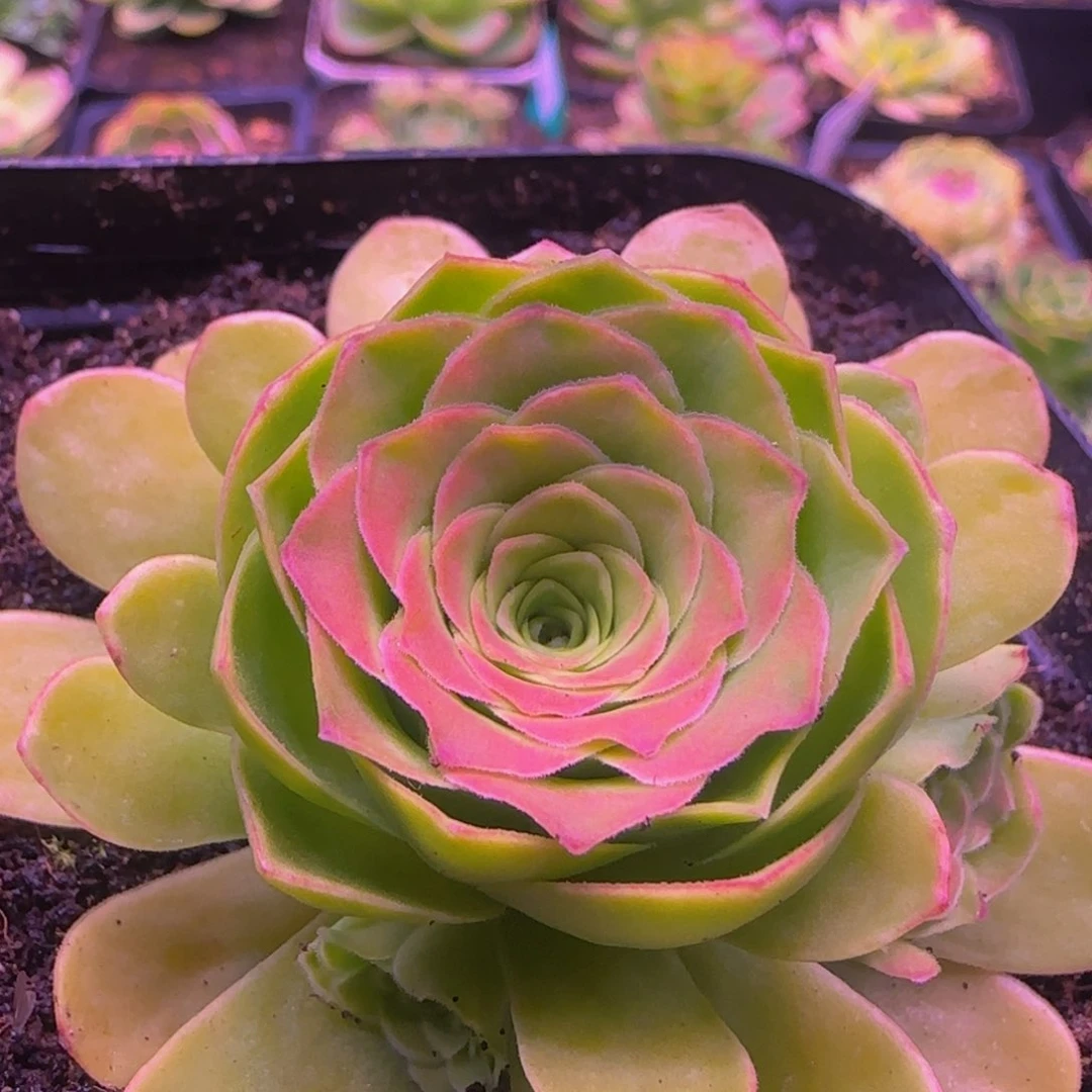 凤求凰1235524273535353