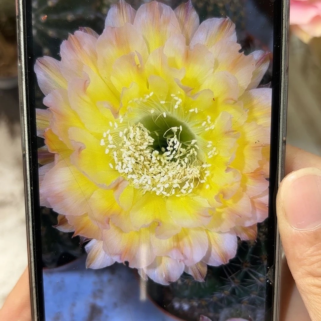 彩草20号两颗球10公分左右