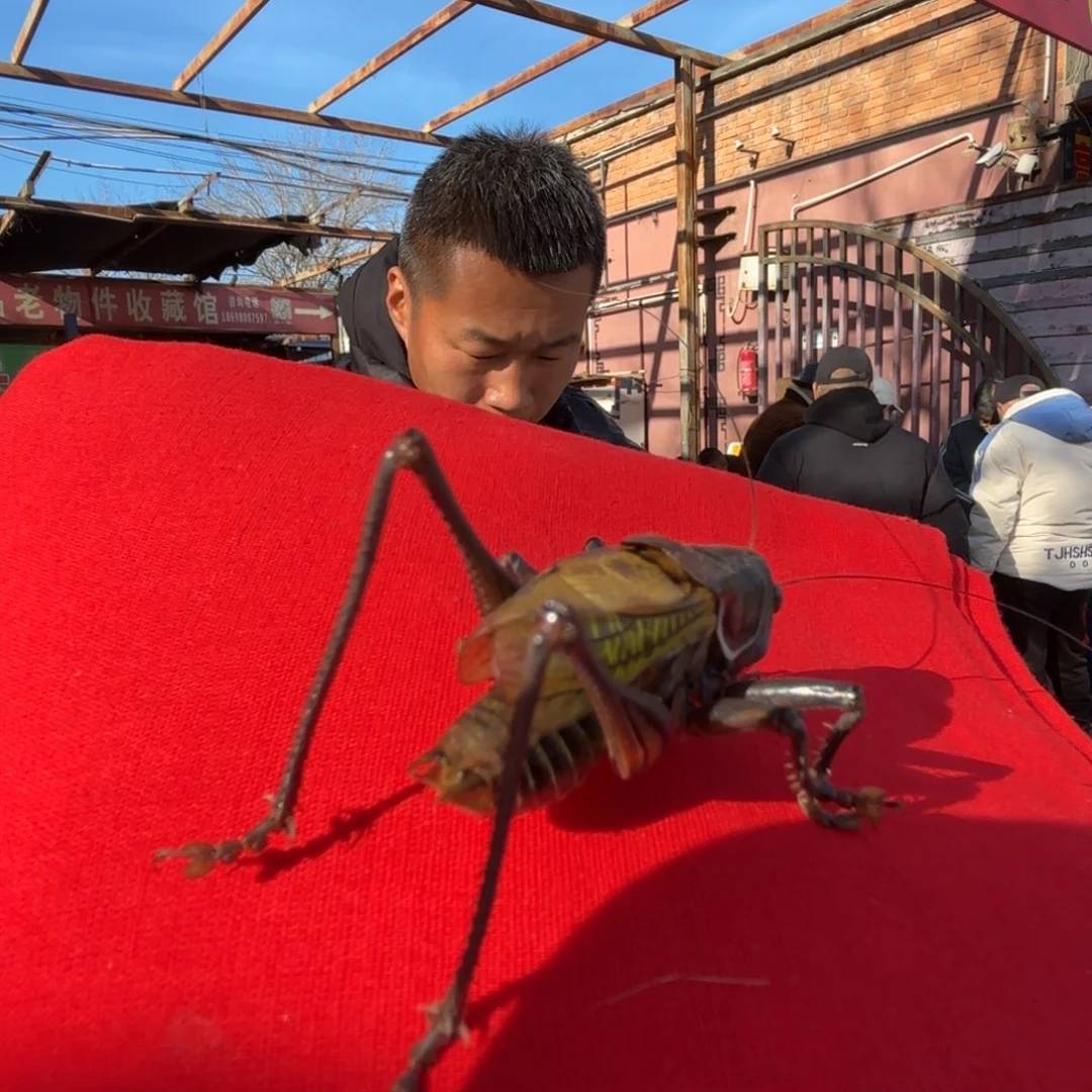 蹬***腿蝈蝈蝈蝈福福价格