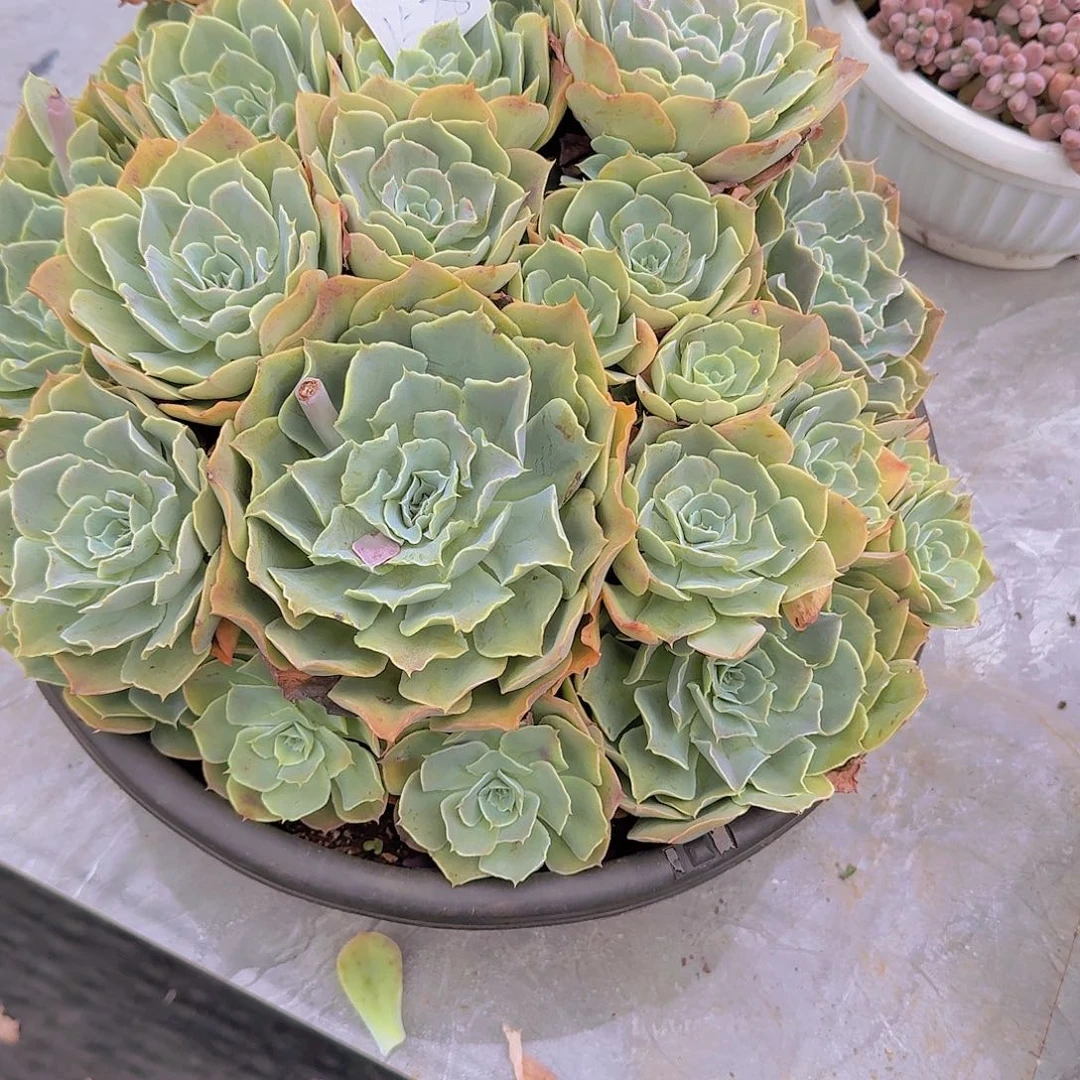 用***71528原始晨光多肉植物