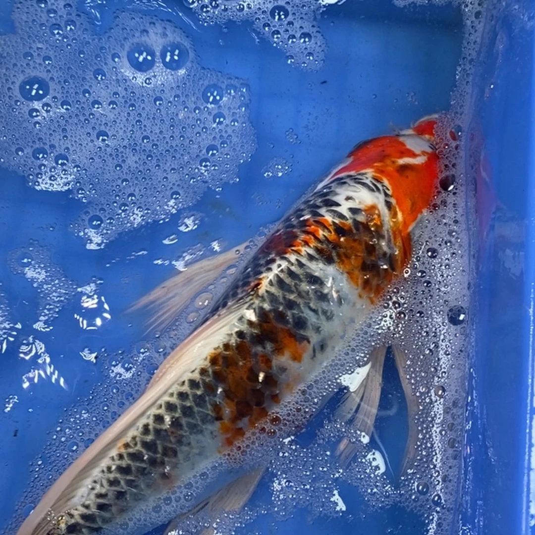 锦鲤冷水锦鲤包邮