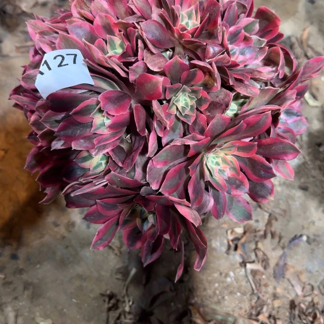 浅***梦粉女妖一物一拍127