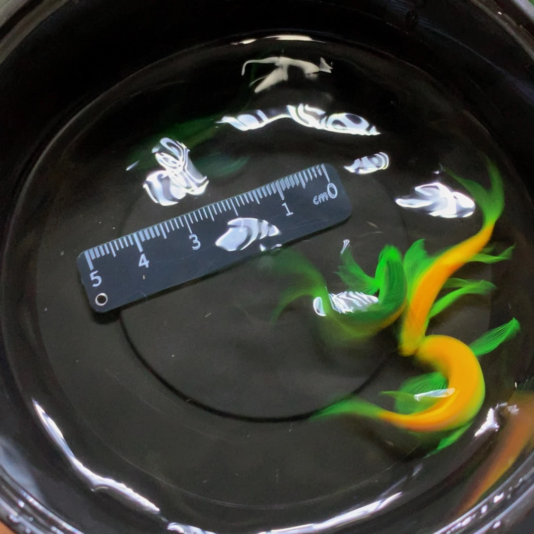 斑马鱼大号蝶翼斑马混搭4条（4-5厘米）