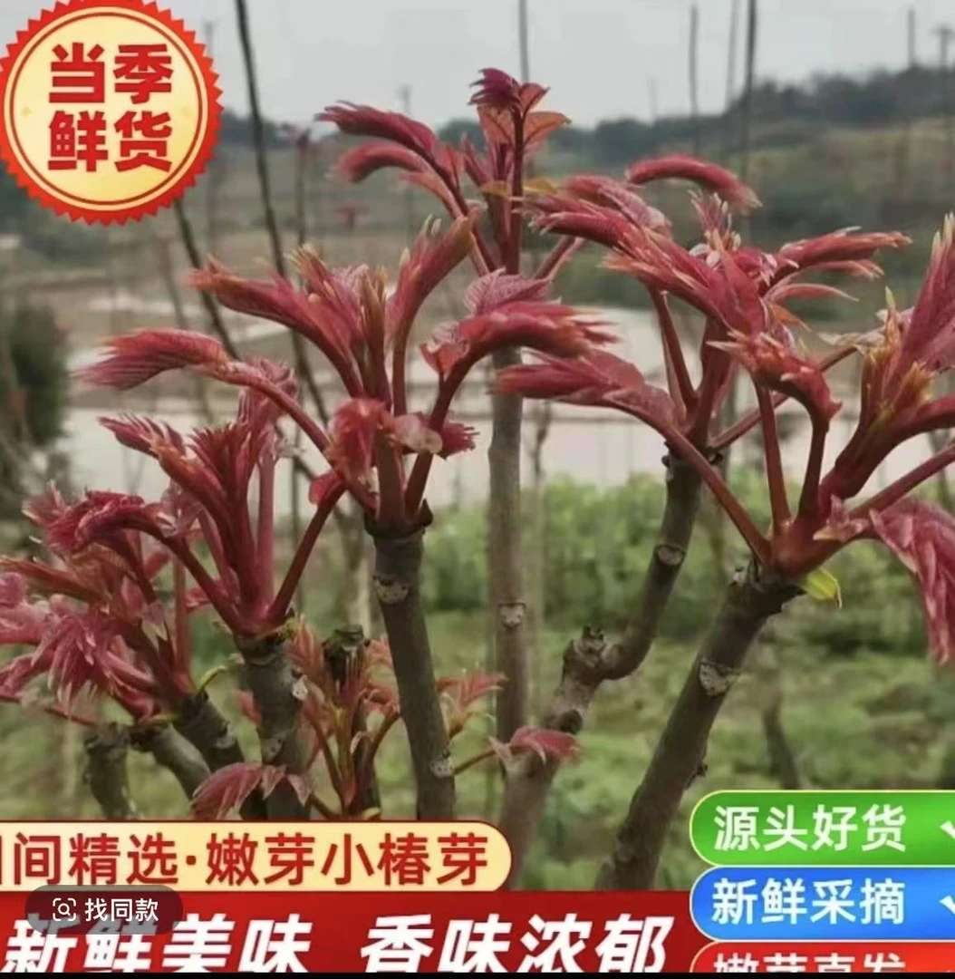 当季现採现摘（香椿）