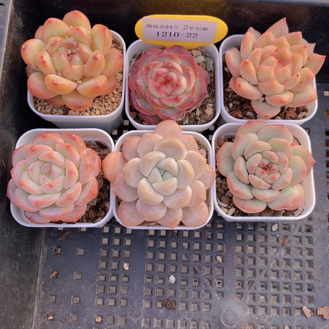 1210-22-精品美肉六个