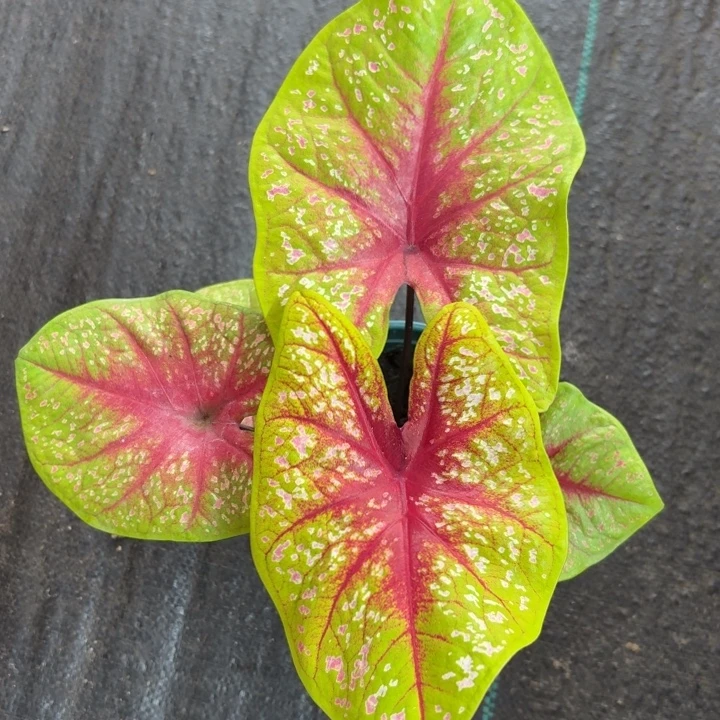 完全开放泰国彩叶芋6