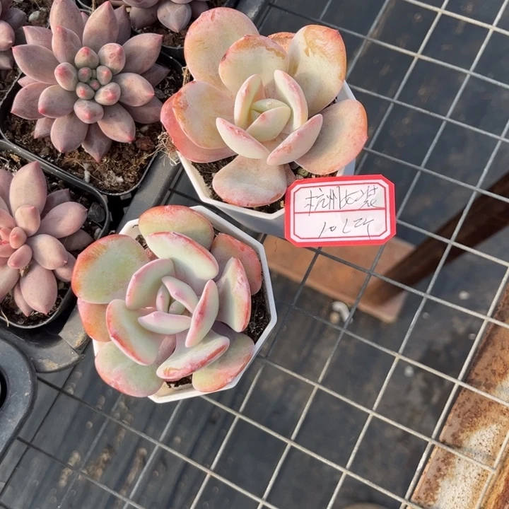 杭***装韩版奶茶七方盆，，，。